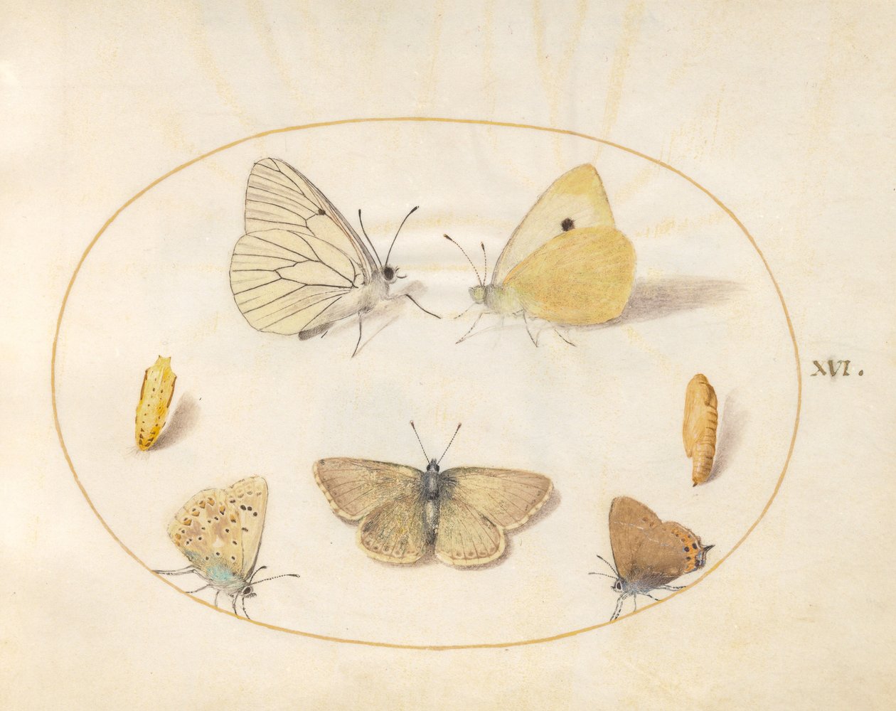 Plade 16: Sort-årede hvide, skygule, sorte hårstriber(?) og Geranium Argus(?) sommerfugle med to krysalider af Joris Hoefnagel