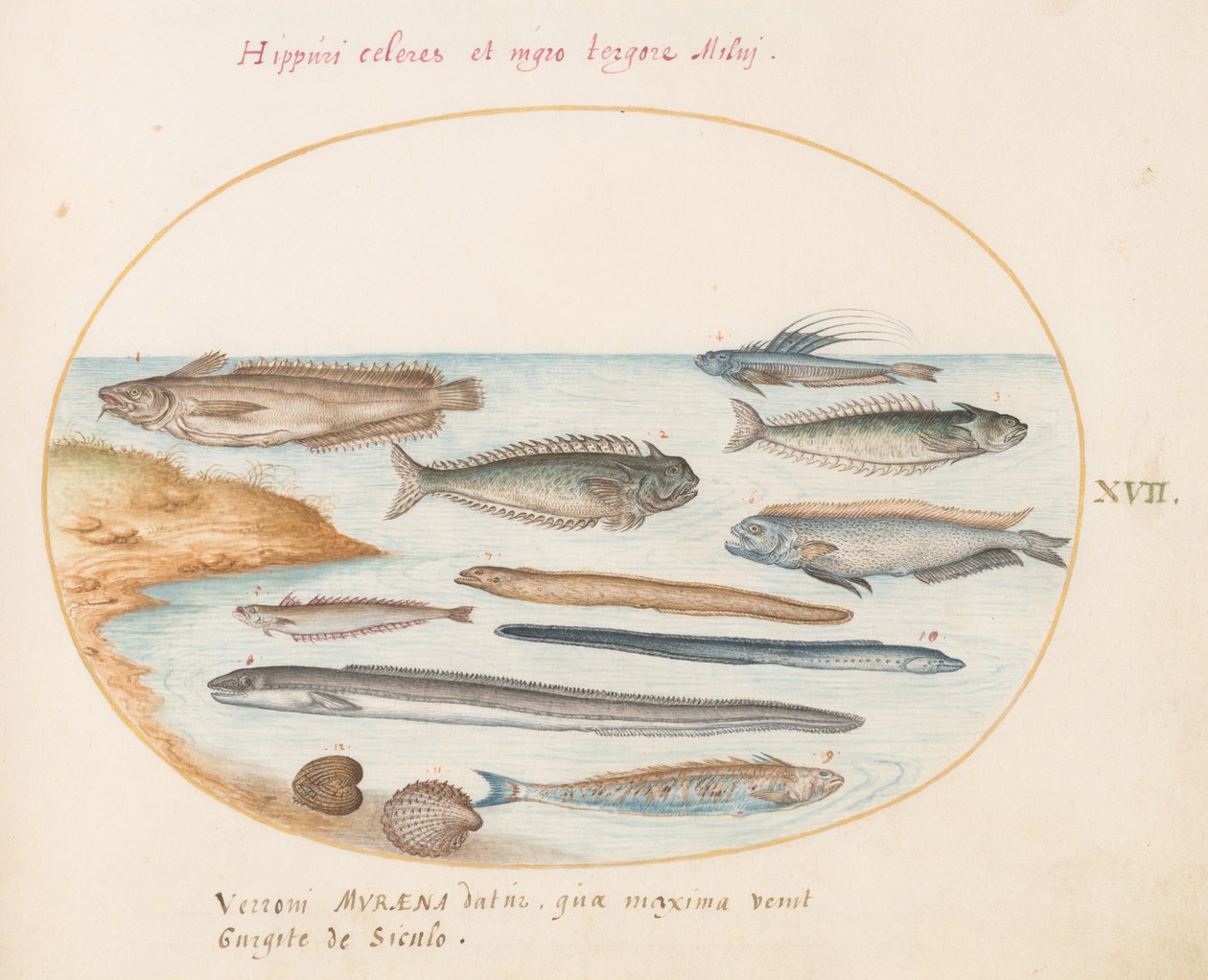 Plade 17: En torsk, ællefisk, ål og andre fisk af Joris Hoefnagel