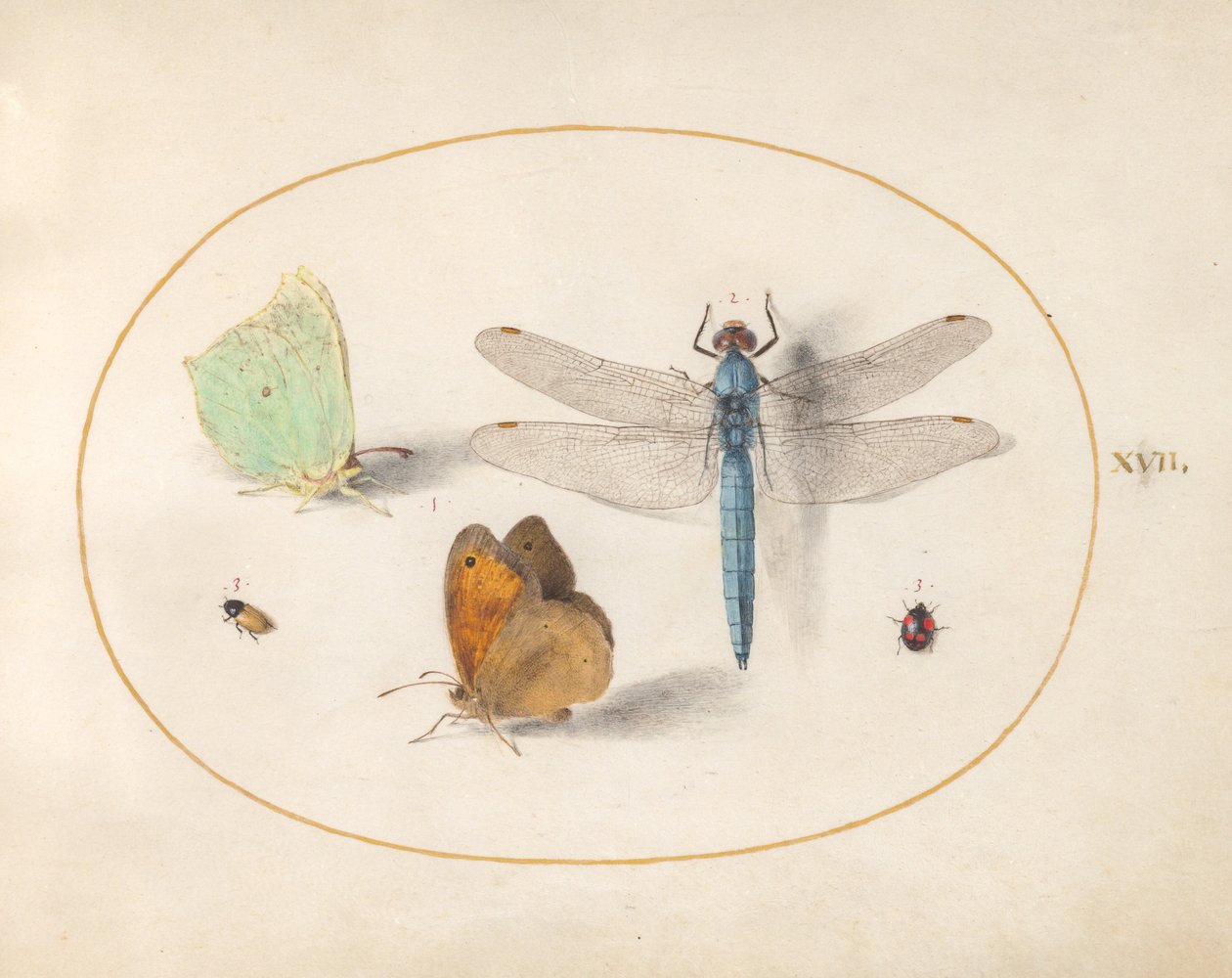 Plade 17: Svovl- og engbrune(?) sommerfugle, en guldsmede og to små insekter af Joris Hoefnagel
