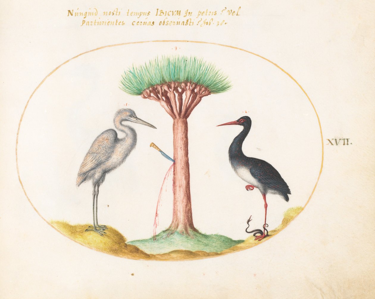 Plade 17: White Heron(?) og Black Stork Killing a Snake with a Dragon
