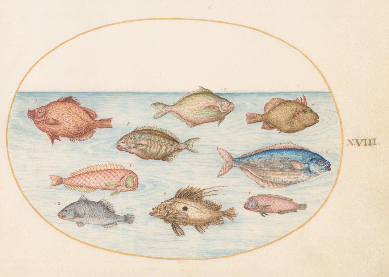 Plade 18: Ornefisk, barberfisk, smørfisk, en John Dory og andre fisk af Joris Hoefnagel
