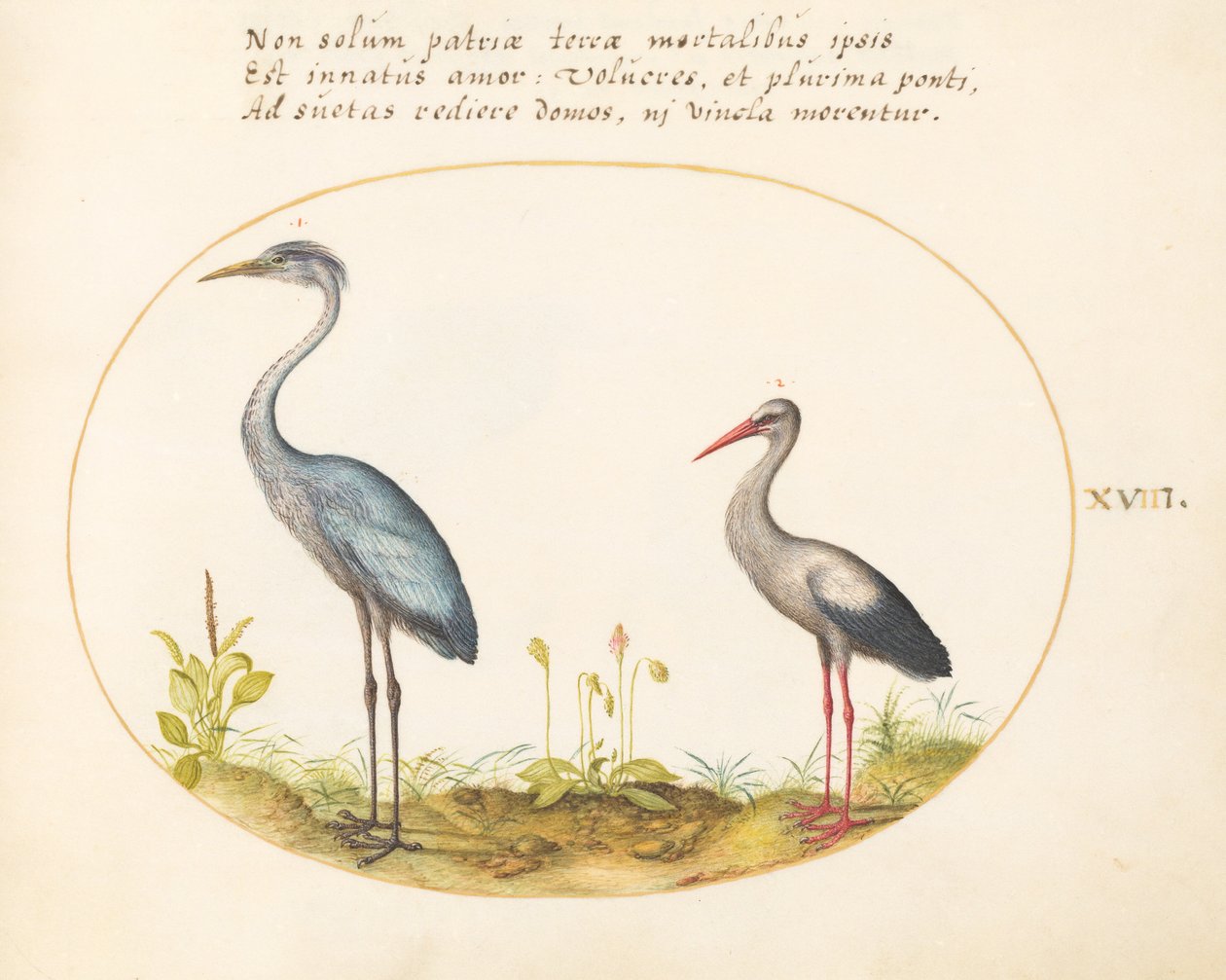 Tavle 18: Hejre og stork af Joris Hoefnagel