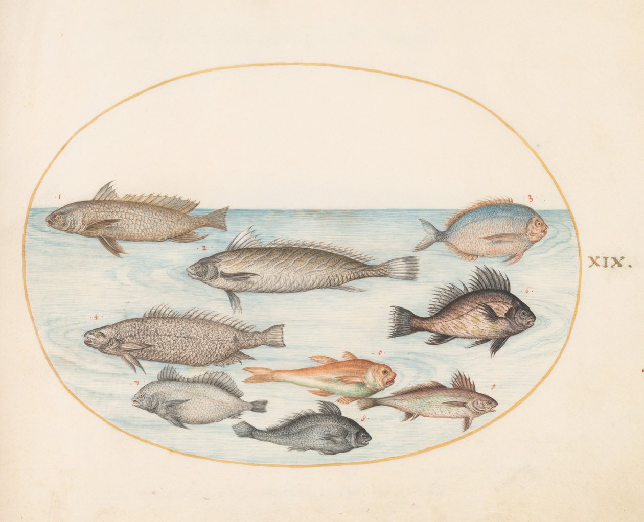 Tallerken 19: En damselfish og andre fisk, inklusive to "Coracinis" af Joris Hoefnagel