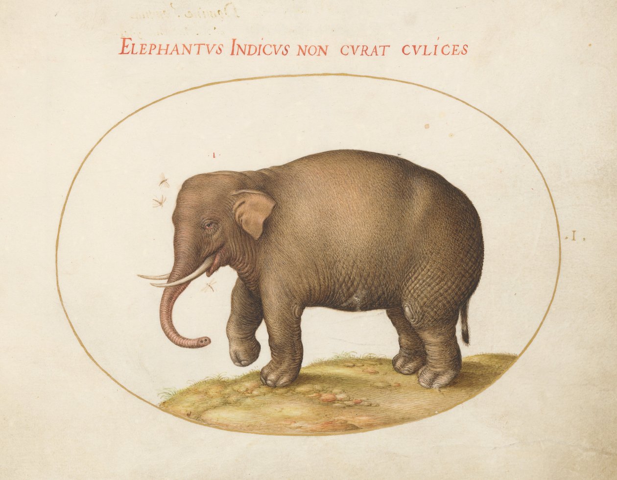 Plade 1: Elefant med insekter af Joris Hoefnagel