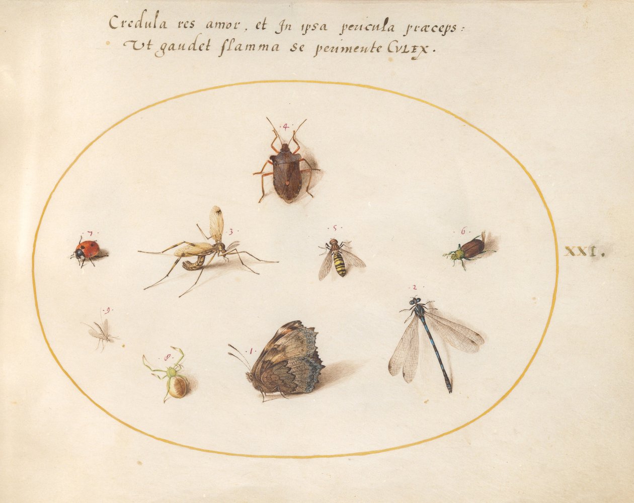 Plade 21: En sommerfugl med en guldsmede, en mariehøne og fem andre insekter af Joris Hoefnagel