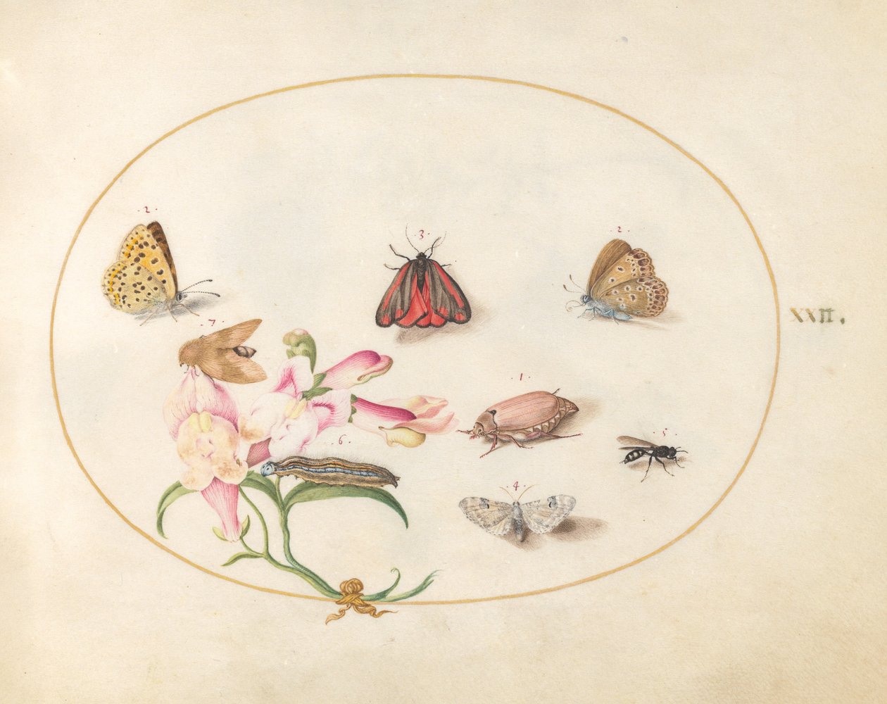 Plade 22: Sommerfugle med andre insekter og en Snapdragon af Joris Hoefnagel