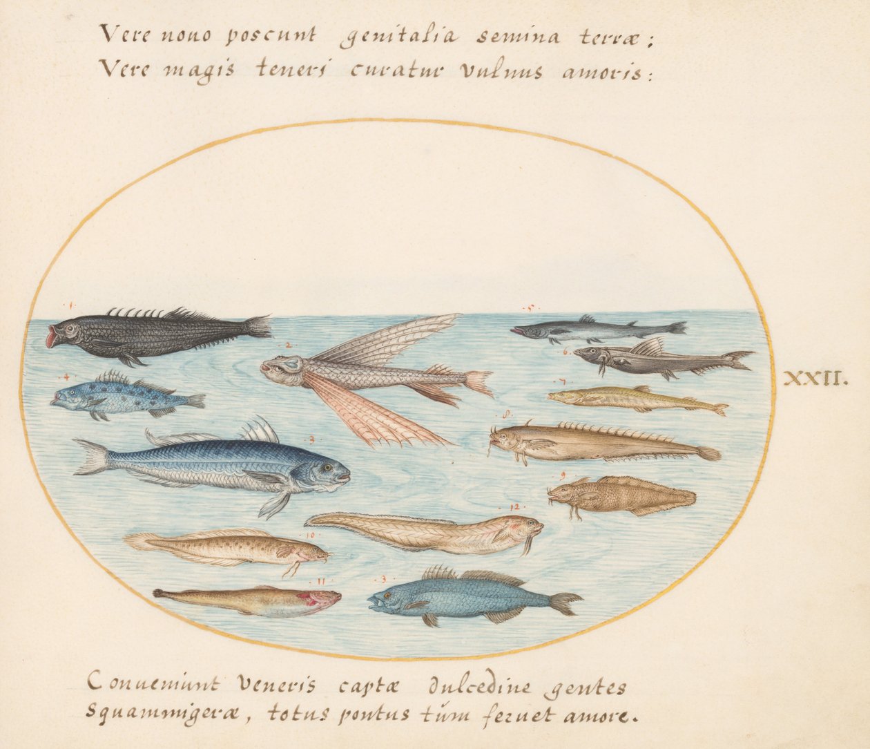 Plade 22: Multe, flyvefisk, ål og andre fisk af Joris Hoefnagel