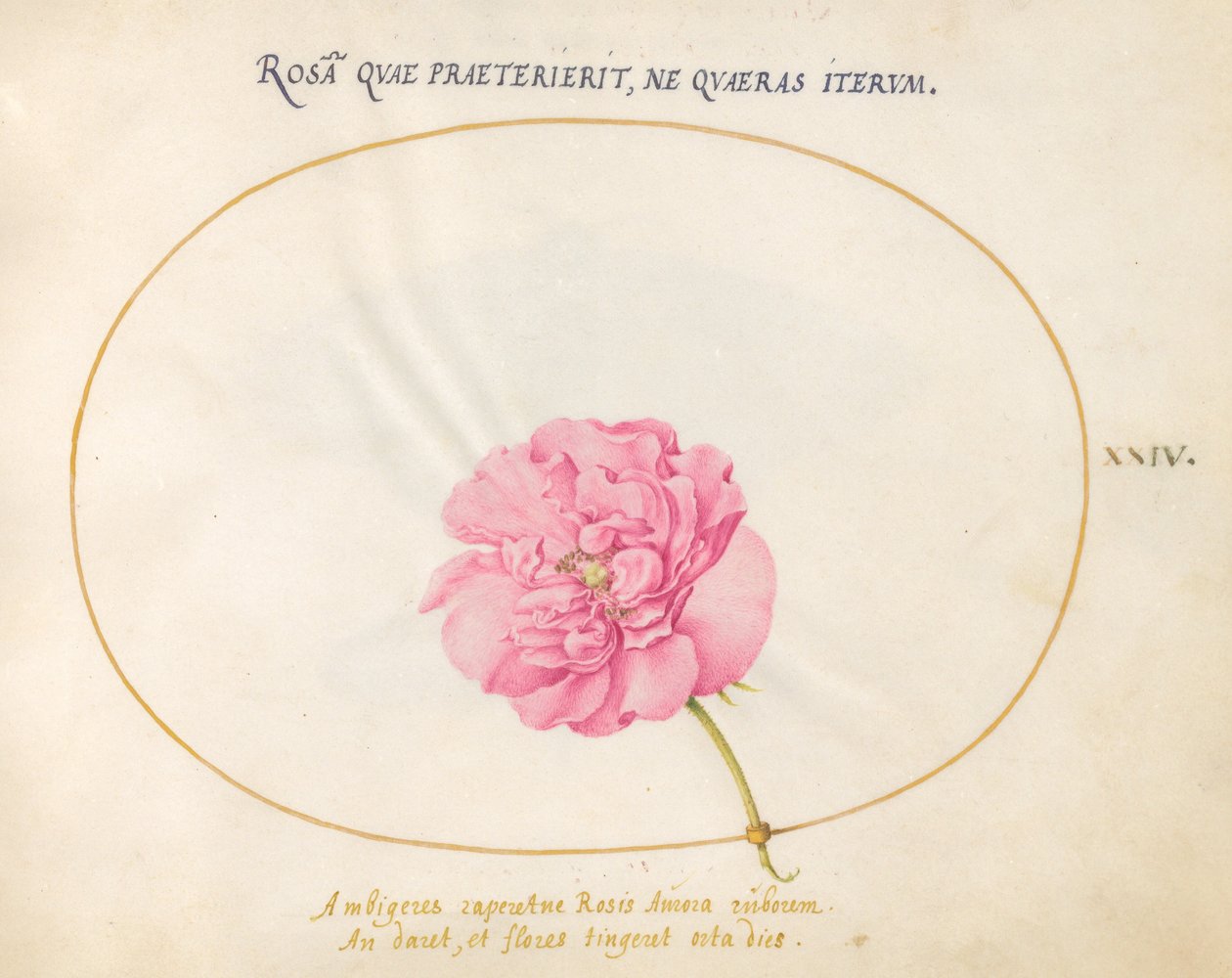 Tallerken 24: Pink Rose af Joris Hoefnagel
