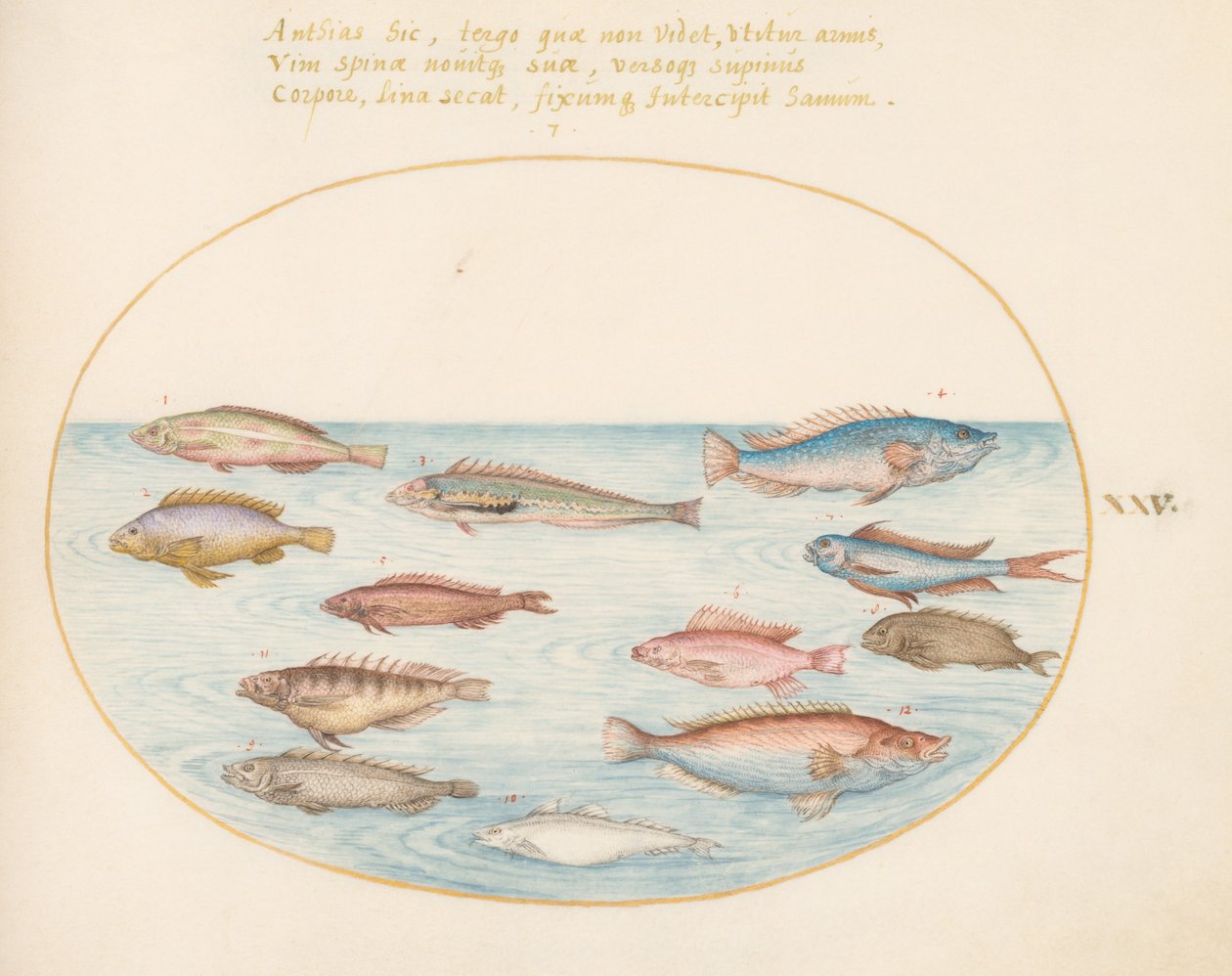 Plade 25: Middelhavsregnbue leppefisk, anden leppefisk, en svalehale-aborre(?), flere "Anthiae" og andre fisk af Joris Hoefnagel