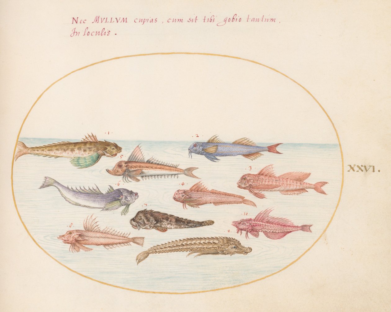Plade 26: Gurnards, Dragonets og Other Fish af Joris Hoefnagel
