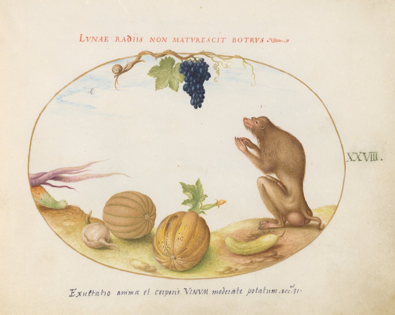 Tallerken 28: En "Tartarine" (Barbary Macaque?) med frugt og en snegl af Joris Hoefnagel