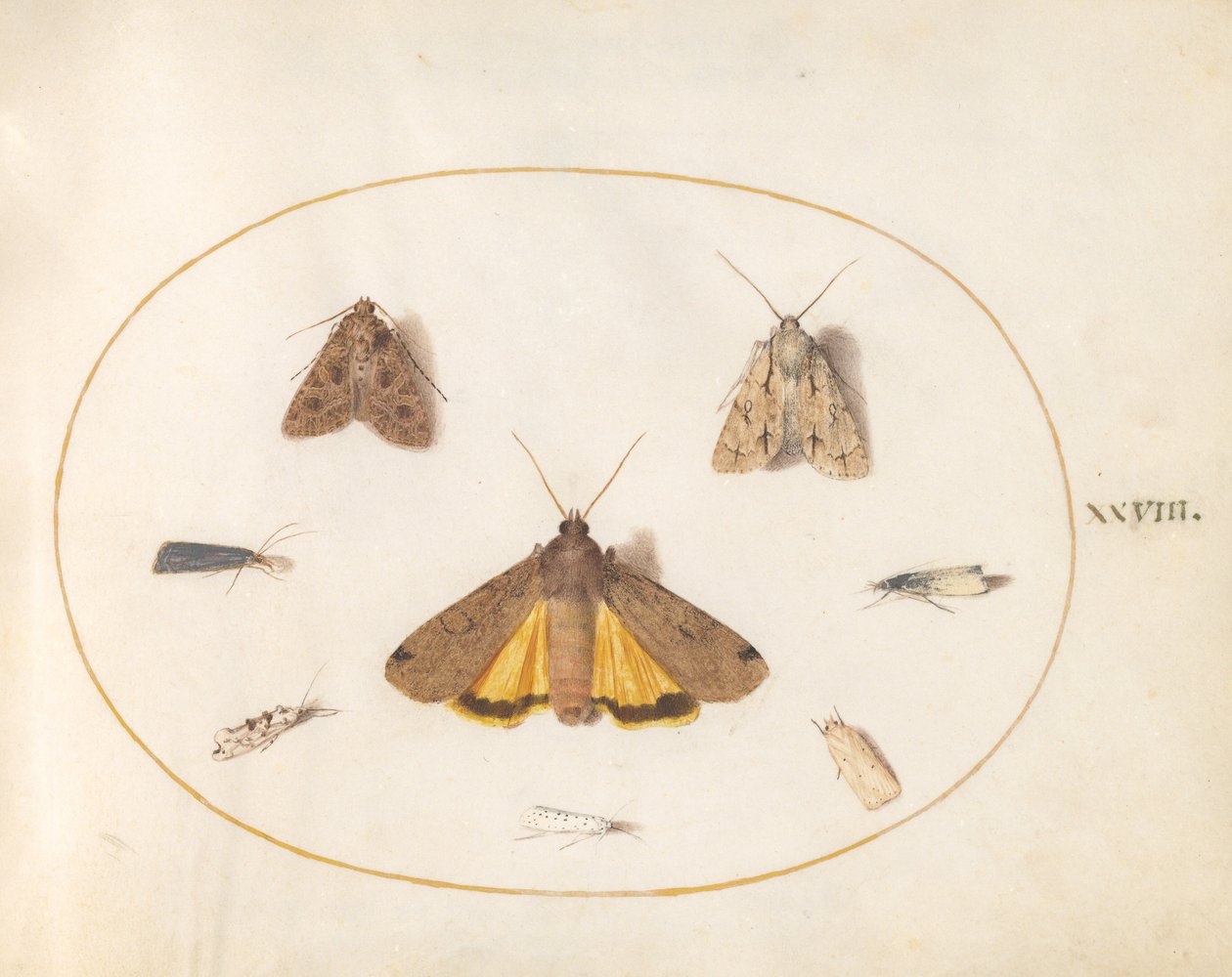 Plade 28: Otte Moths af Joris Hoefnagel