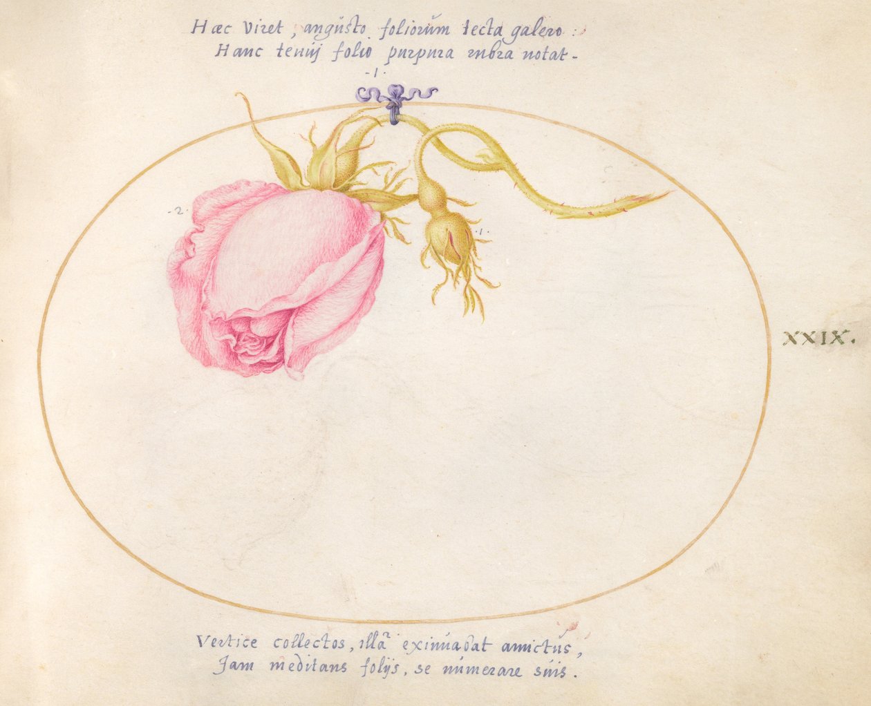 Tallerken 29: Pink Rose og Rosebud af Joris Hoefnagel