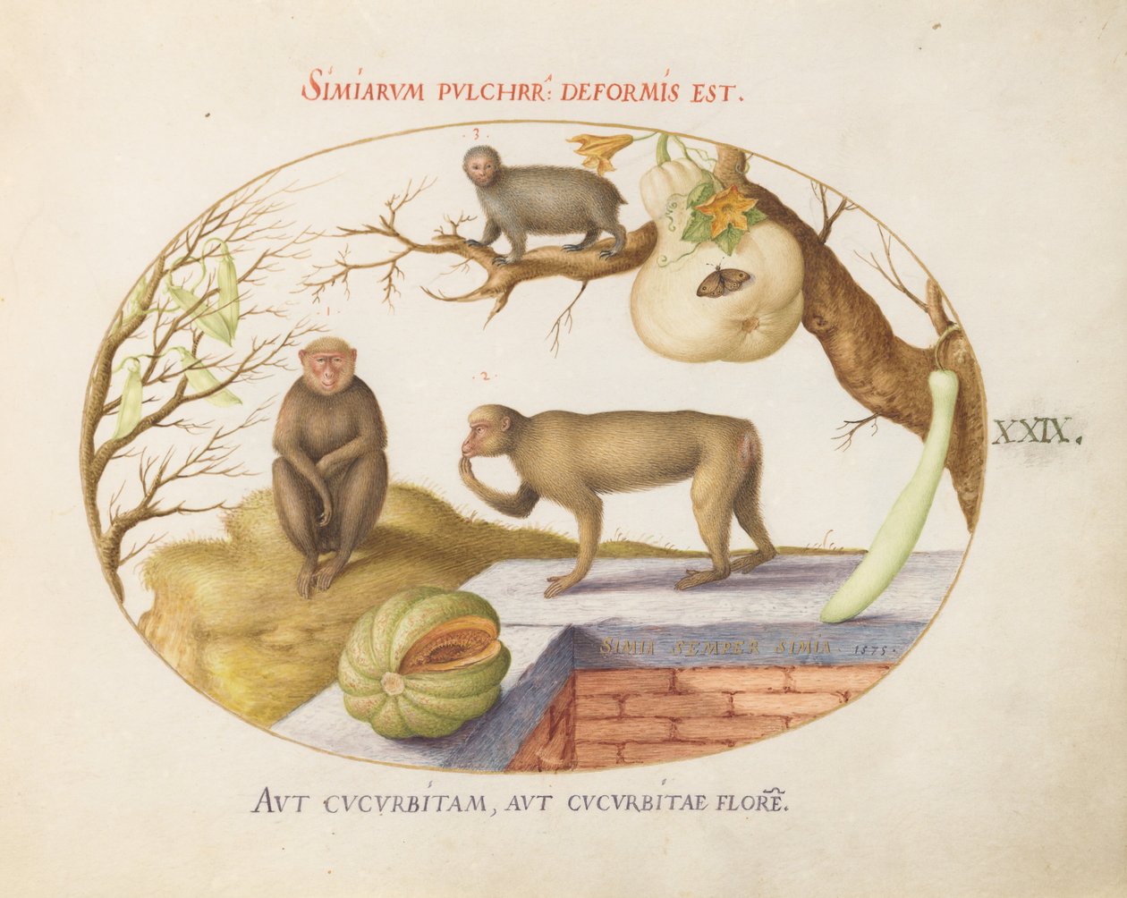 Plade 29: To aber, en "Arctopithecus" (dovendyr?) og frugt af Joris Hoefnagel