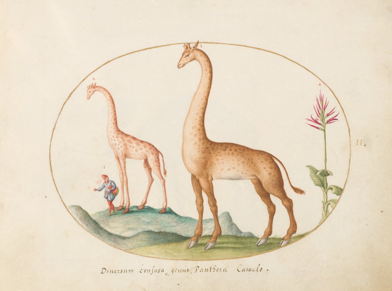 Plade 2: To giraffer med en ledsager af Joris Hoefnagel