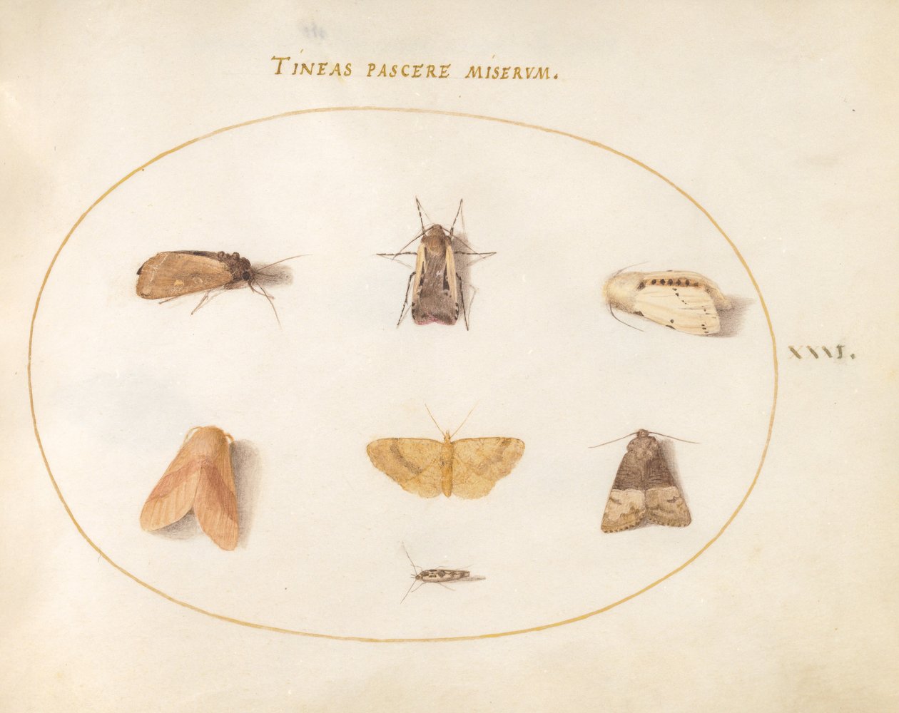 Plade 31: Seven Moths af Joris Hoefnagel