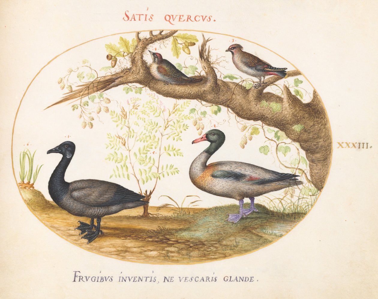 Tavle 33: Et par silkehaler, en gravand (?), og en knortegås med en ingefærplante af Joris Hoefnagel