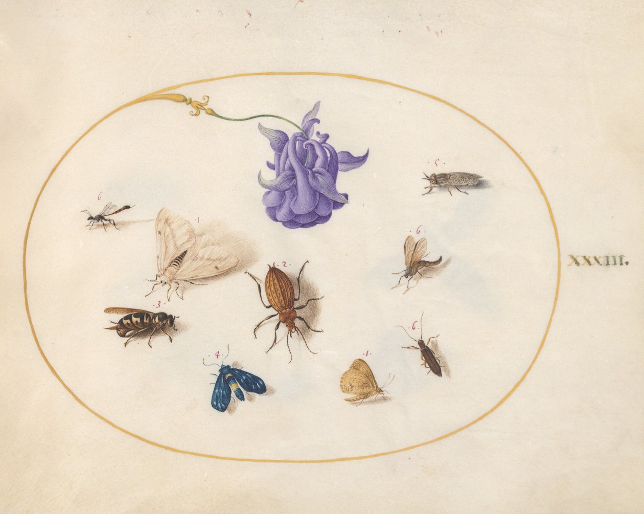 Tavle 33: natsværmer og sommerfugl med andre insekter og en akelejblomst af Joris Hoefnagel