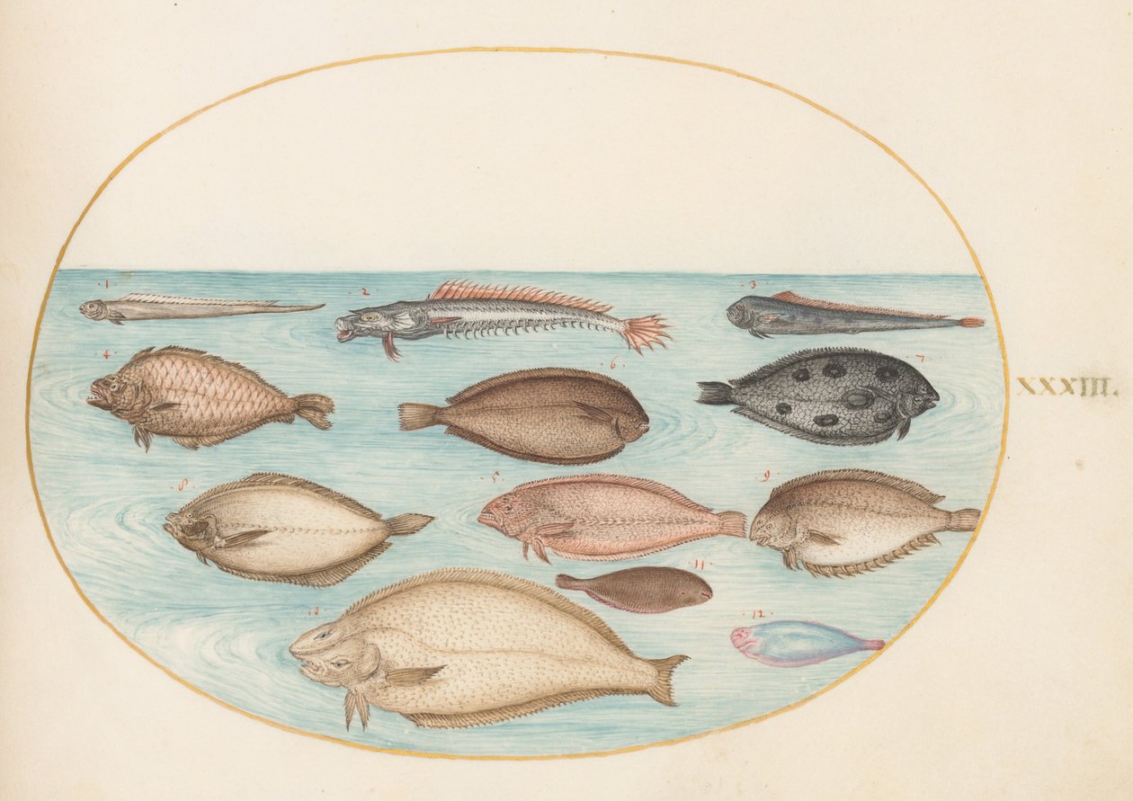 Tavle 33: tunge og andre fladfisk med båndfisk(?) af Joris Hoefnagel