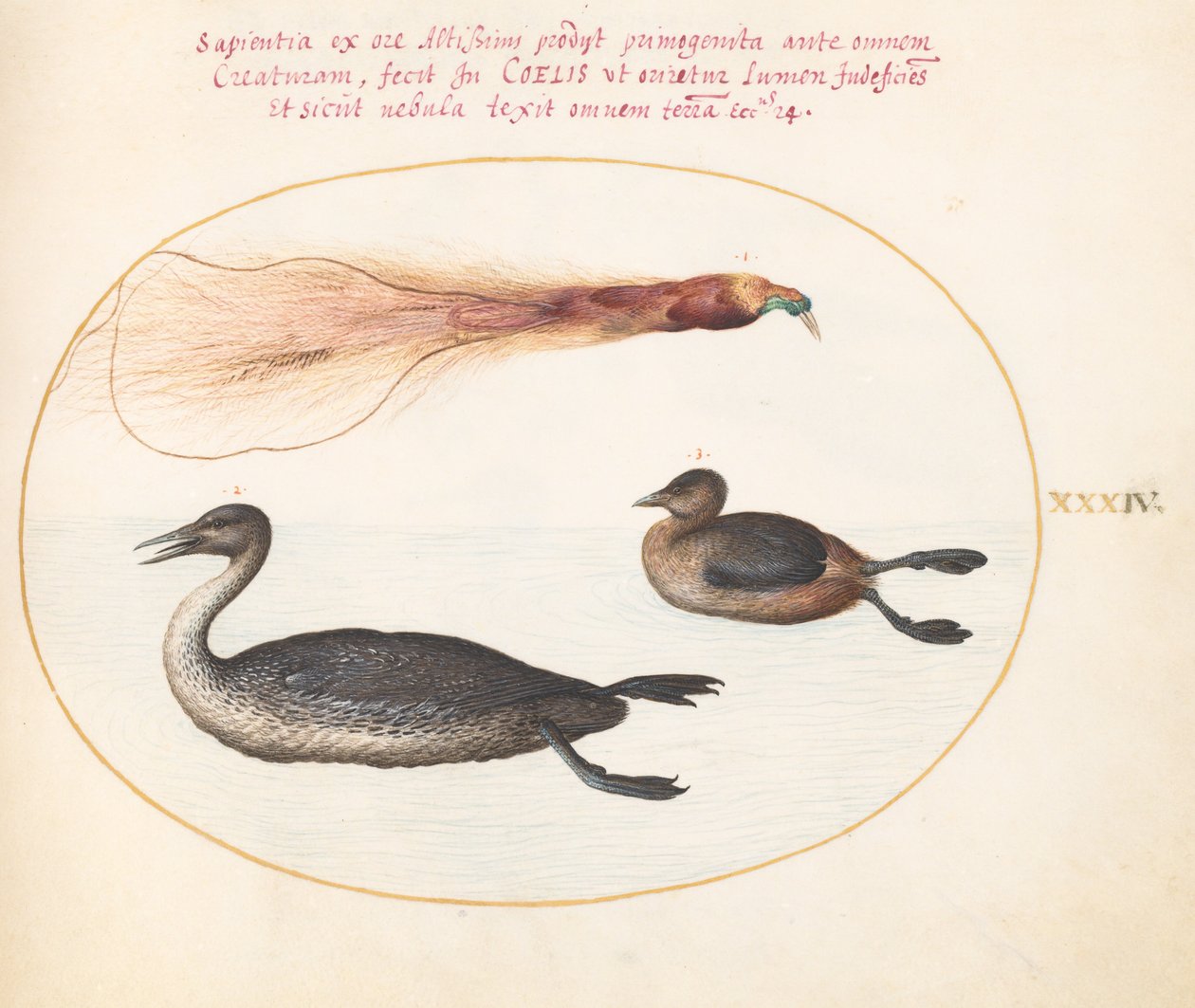 Plade 34: Paradisfugl med Merganser(?) og lappedykker(?) af Joris Hoefnagel