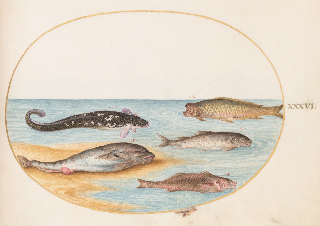 Tallerken 36: Fem fisk, inklusive karper(?) af Joris Hoefnagel
