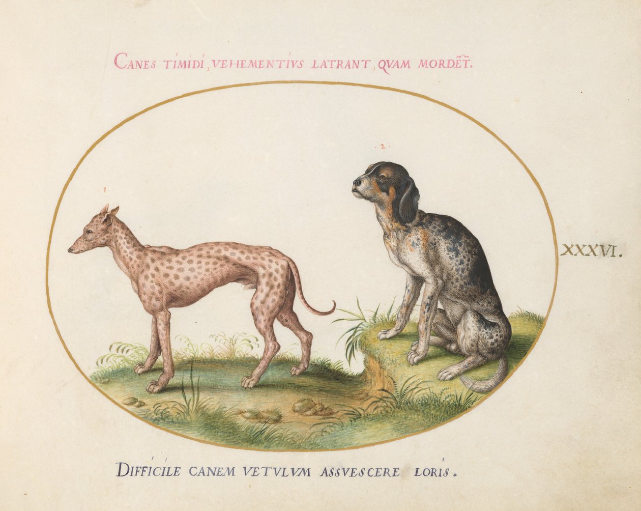 Plade 36: To plettede hunde af Joris Hoefnagel