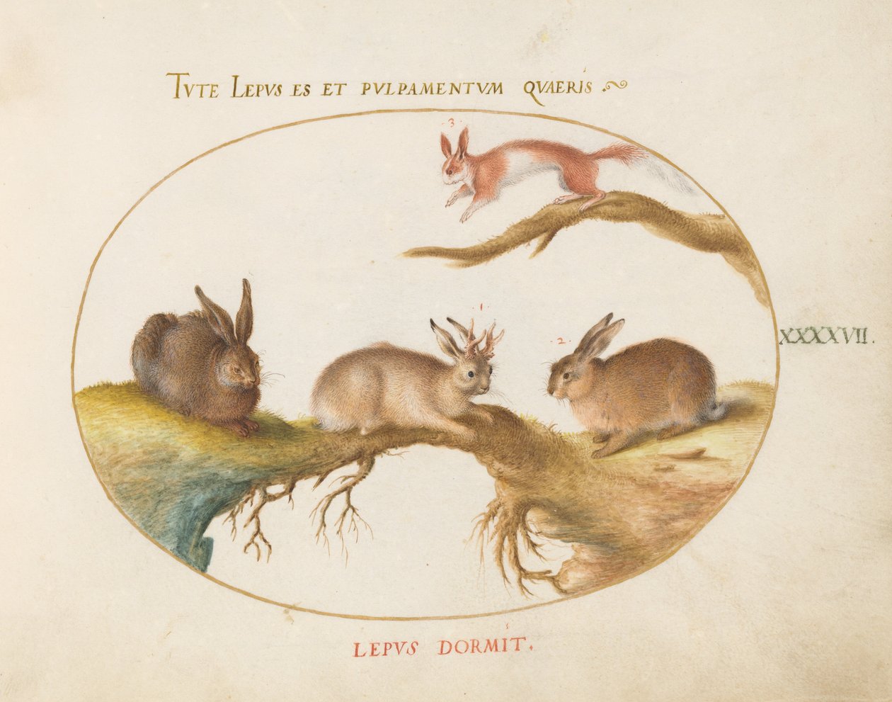 Plade 47: En hare, "jackalope", en kanin og et plettet egern af Joris Hoefnagel