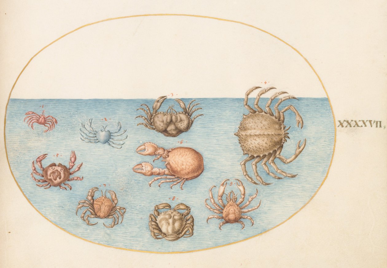 Tavle 47: Ni krabber af Joris Hoefnagel