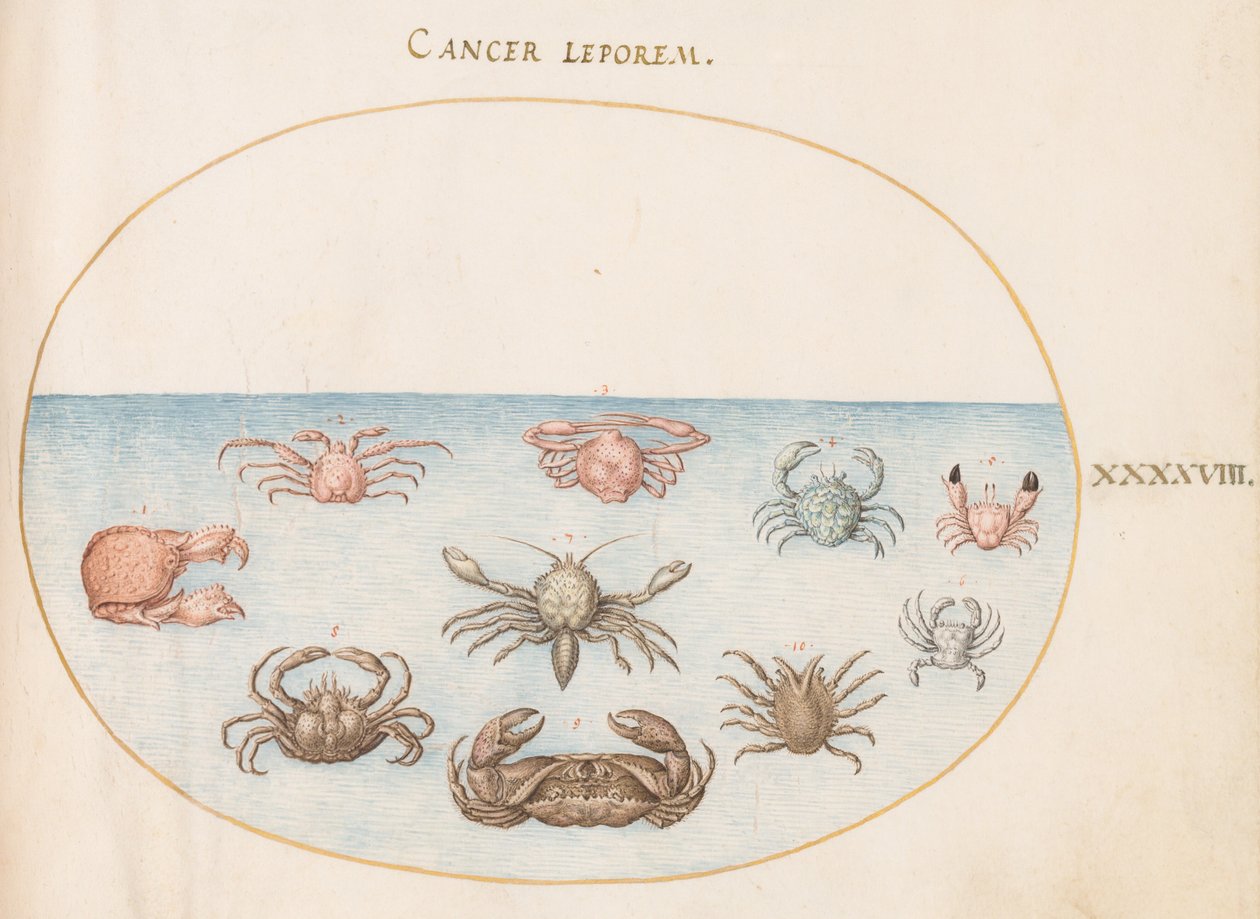 Tavle 48: Ti krabber af Joris Hoefnagel