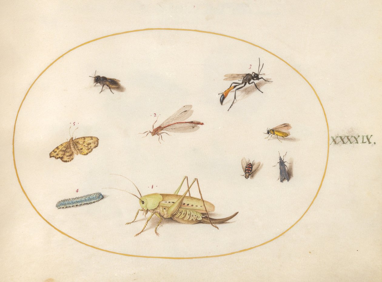 Plade 49: En græshoppe, en larve, en sommerfugl, en møl og andre insekter af Joris Hoefnagel