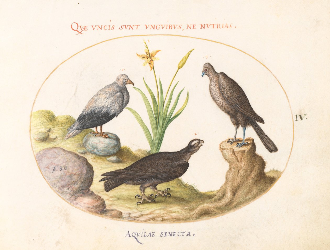Plade 4: En egyptisk grib, en nordlig gåhøg(?) og en "Aquila Heteropod" (korttået ørn?) af Joris Hoefnagel
