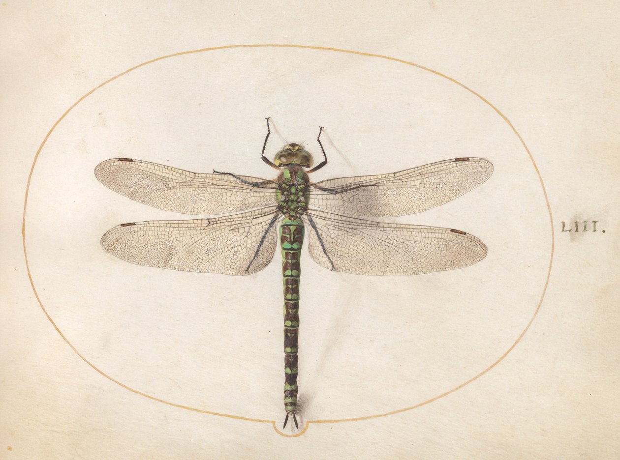 Plade 53: Southern Hawker Dragonfly af Joris Hoefnagel