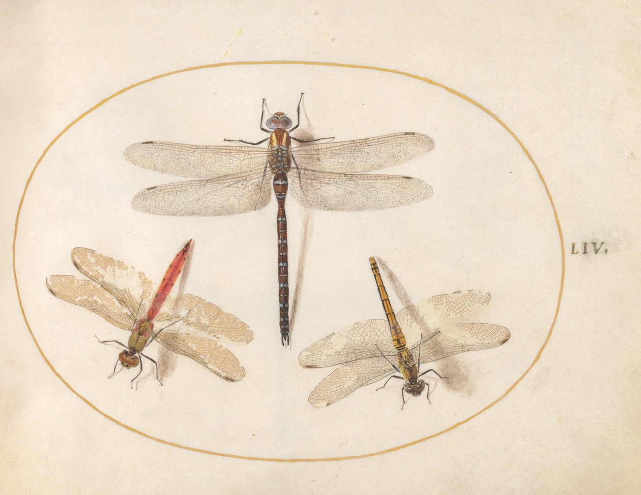 Plade 54: Behåret Dragonfly og To Darters af Joris Hoefnagel