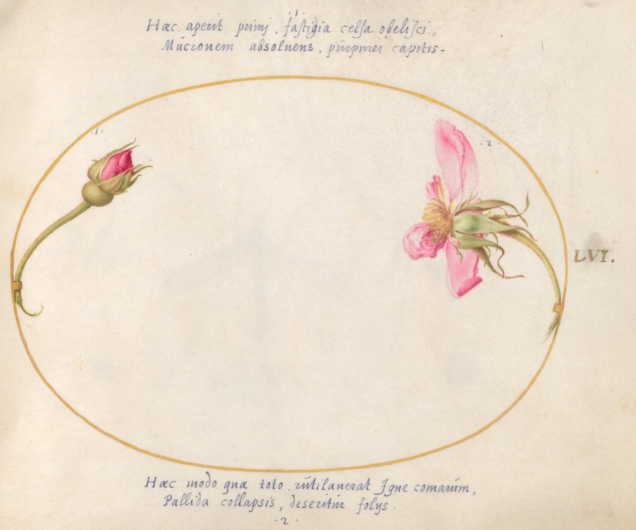 Tallerken 56: En rosenknop og en desintegrerende lyserød rose af Joris Hoefnagel