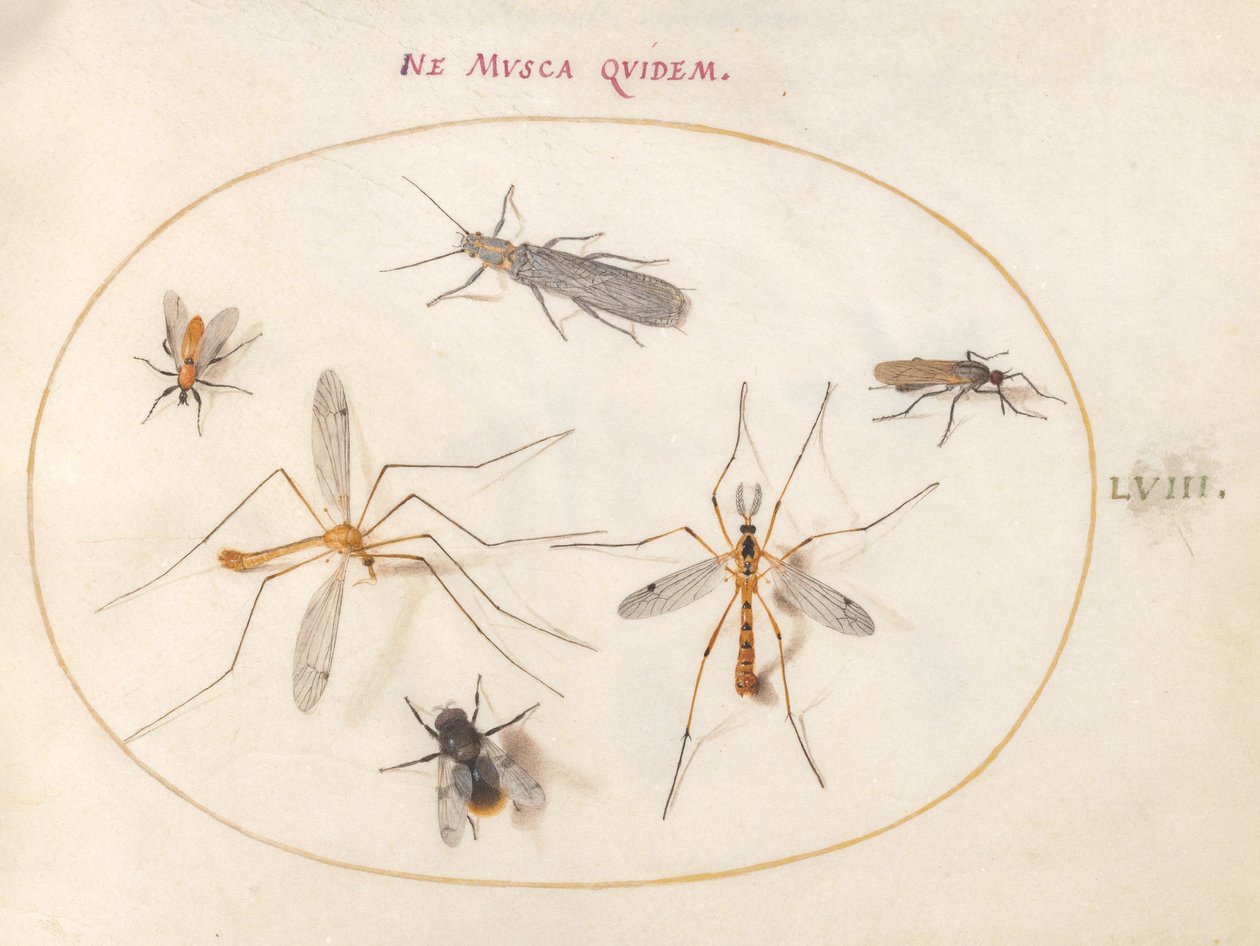 Plade 58: En bi og fem andre insekter af Joris Hoefnagel