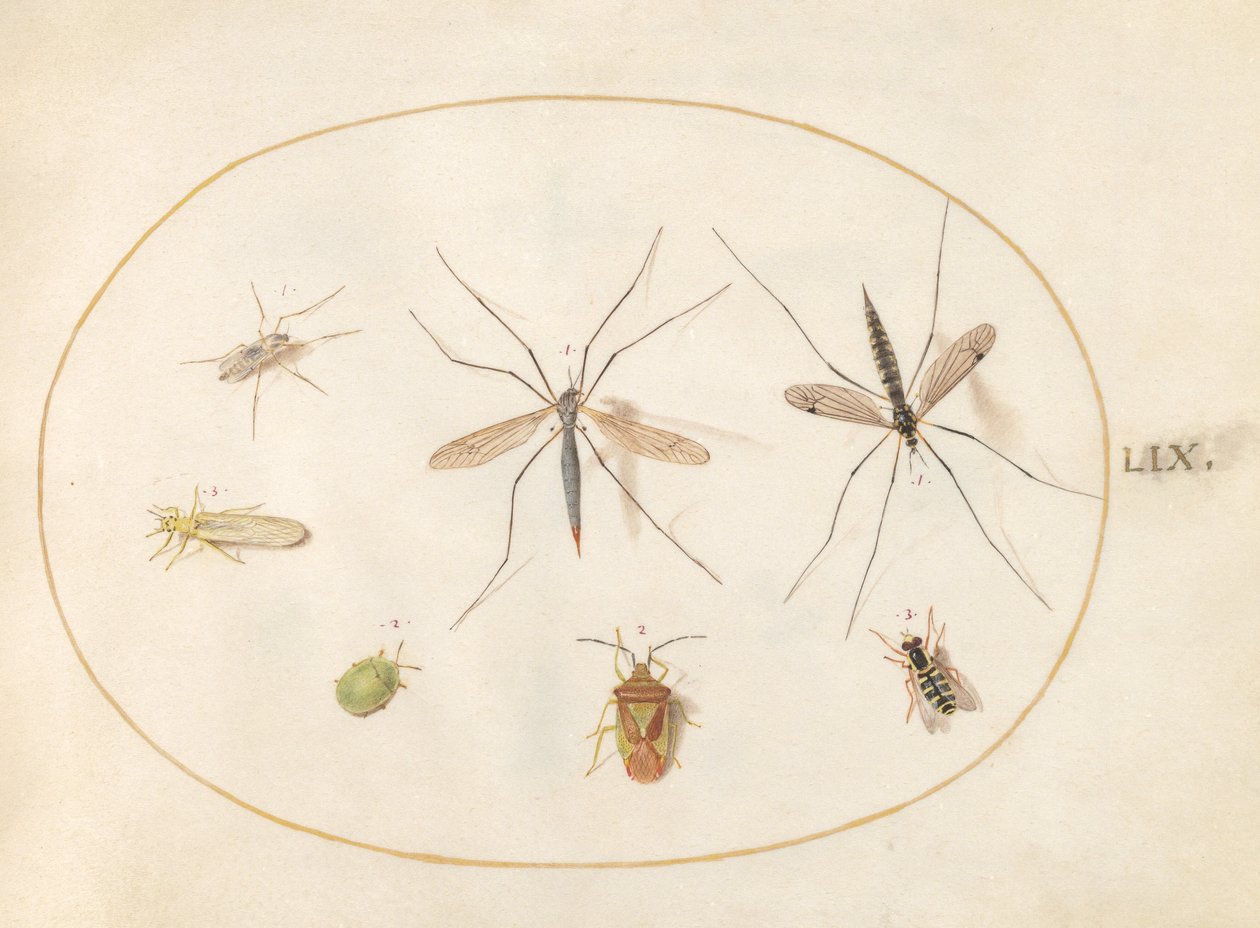Plade 59: Syv insekter, inklusive en tjørnskjoldbug, tranefluer og en svirreflue af Joris Hoefnagel