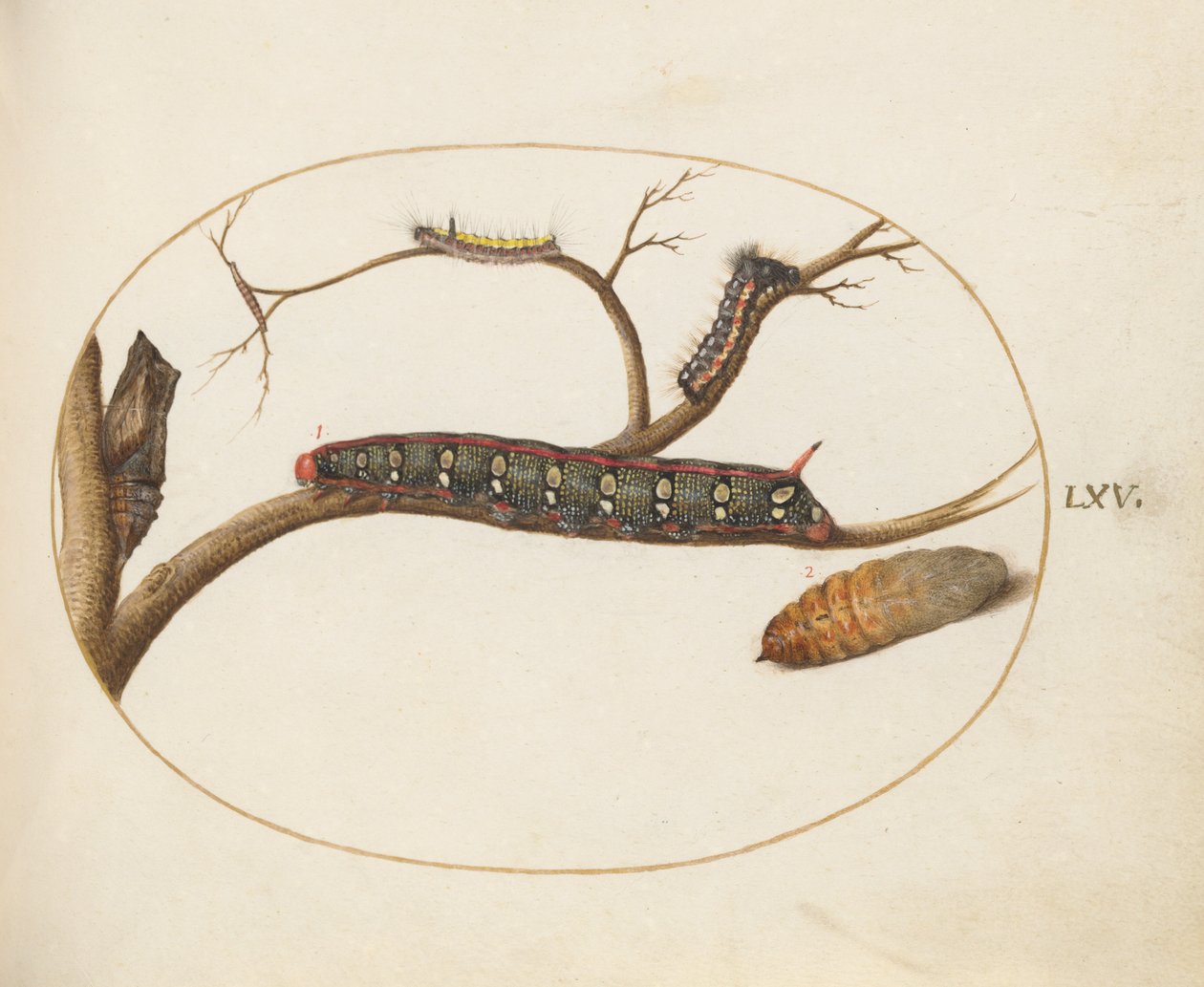 Tallerken 60: Bladlig Spurge Hawkmoth Caterpillar, Pupae og andre larver af Joris Hoefnagel
