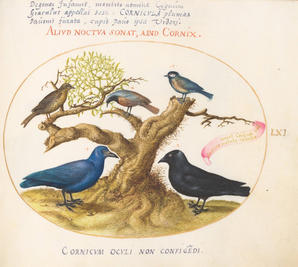 Tafel 61: Blaue Krähe (?), Dohle, Meise und andere Vögel af Joris Hoefnagel