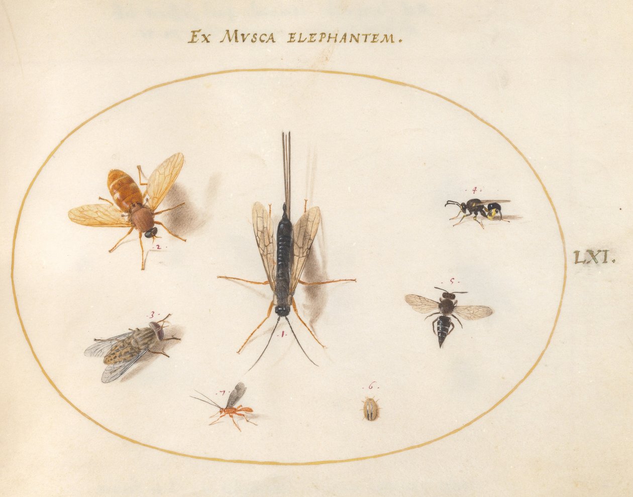 Plade 61: Syv insekter, inklusive fluer af Joris Hoefnagel