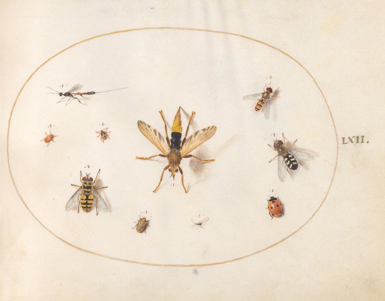 Tavle 62: ti insekter af Joris Hoefnagel