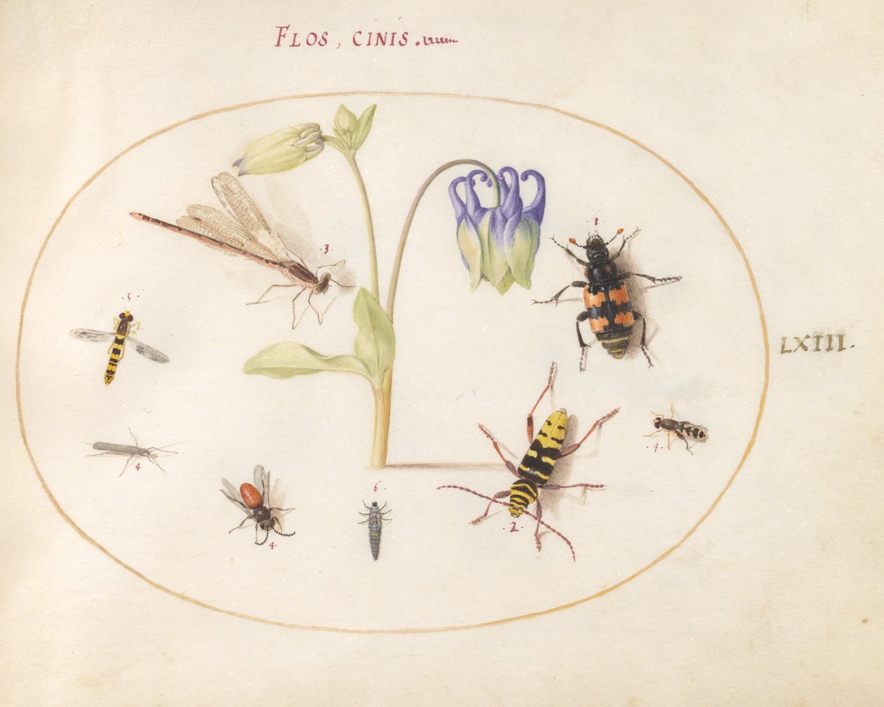 Plade 63: En guldsmede, et plettet langhorn, en sekstonbille og andre insekter med en blå og hvid akeleje af Joris Hoefnagel