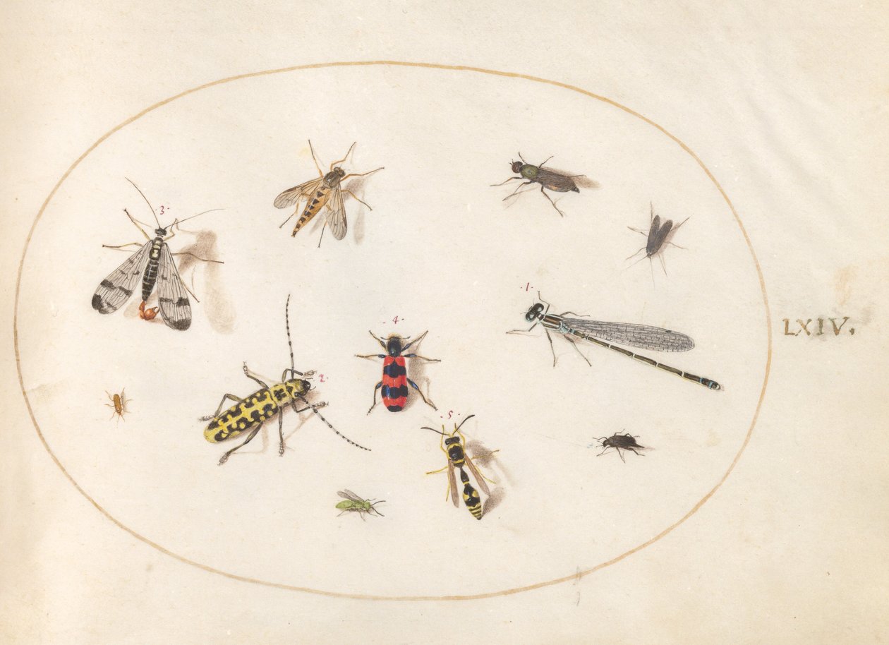 Plade 64: Elleve insekter, inklusive en guldsmede og langhornsbille af Joris Hoefnagel