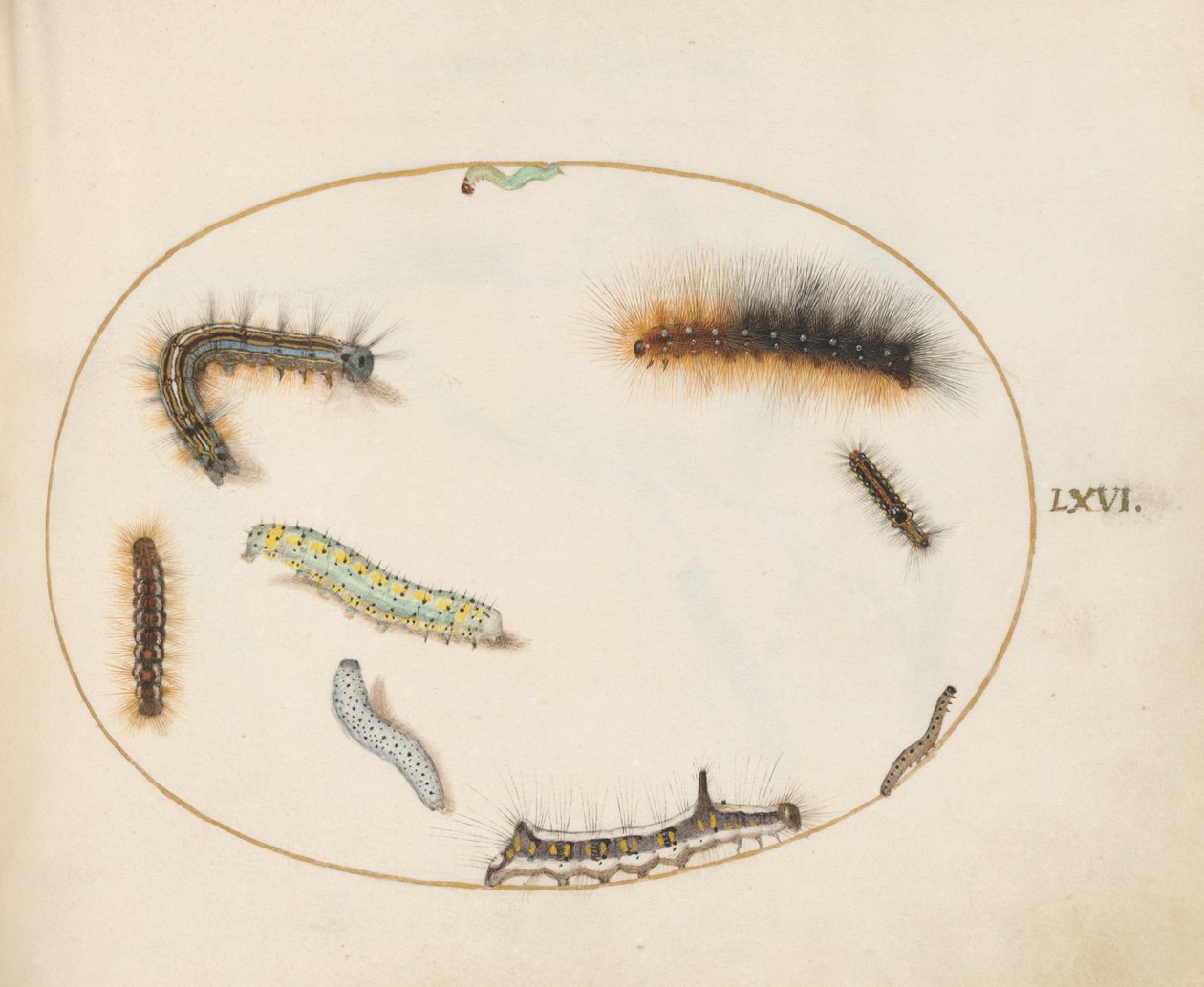 Plade 66: Lackey Moth Caterpillar, Figur af otte Caterpillar, Grey Dagger Caterpillar og andre Caterpillars af Joris Hoefnagel