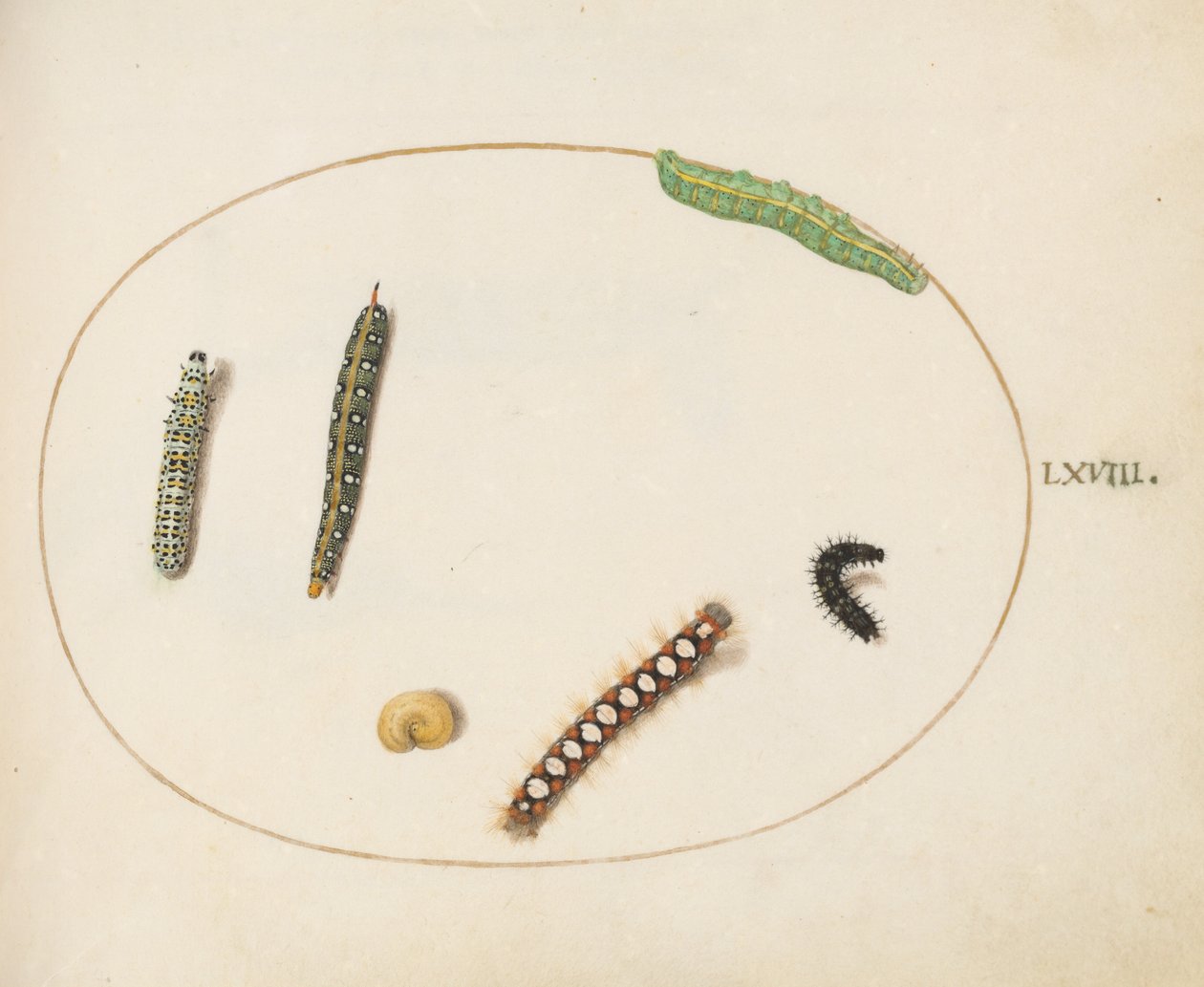 Tallerken 68: Bladlig Spurge Hawkmoth Caterpillar, Mullein Moth Caterpillar og andre larver af Joris Hoefnagel