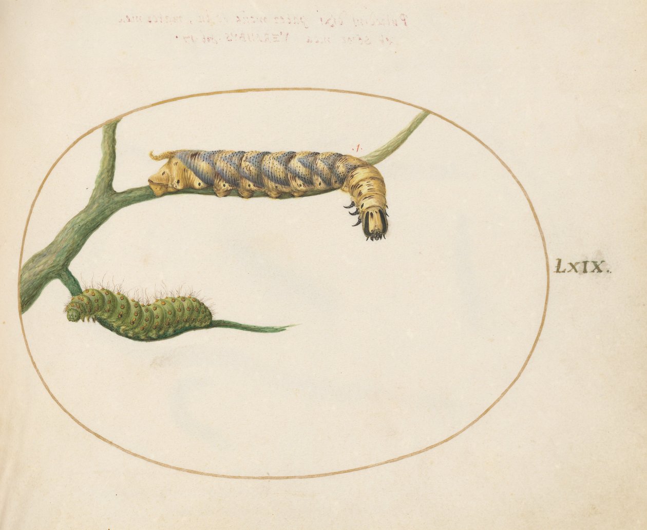 Plade 69: Emperor Moth Caterpillar med en anden larve på en gren af Joris Hoefnagel