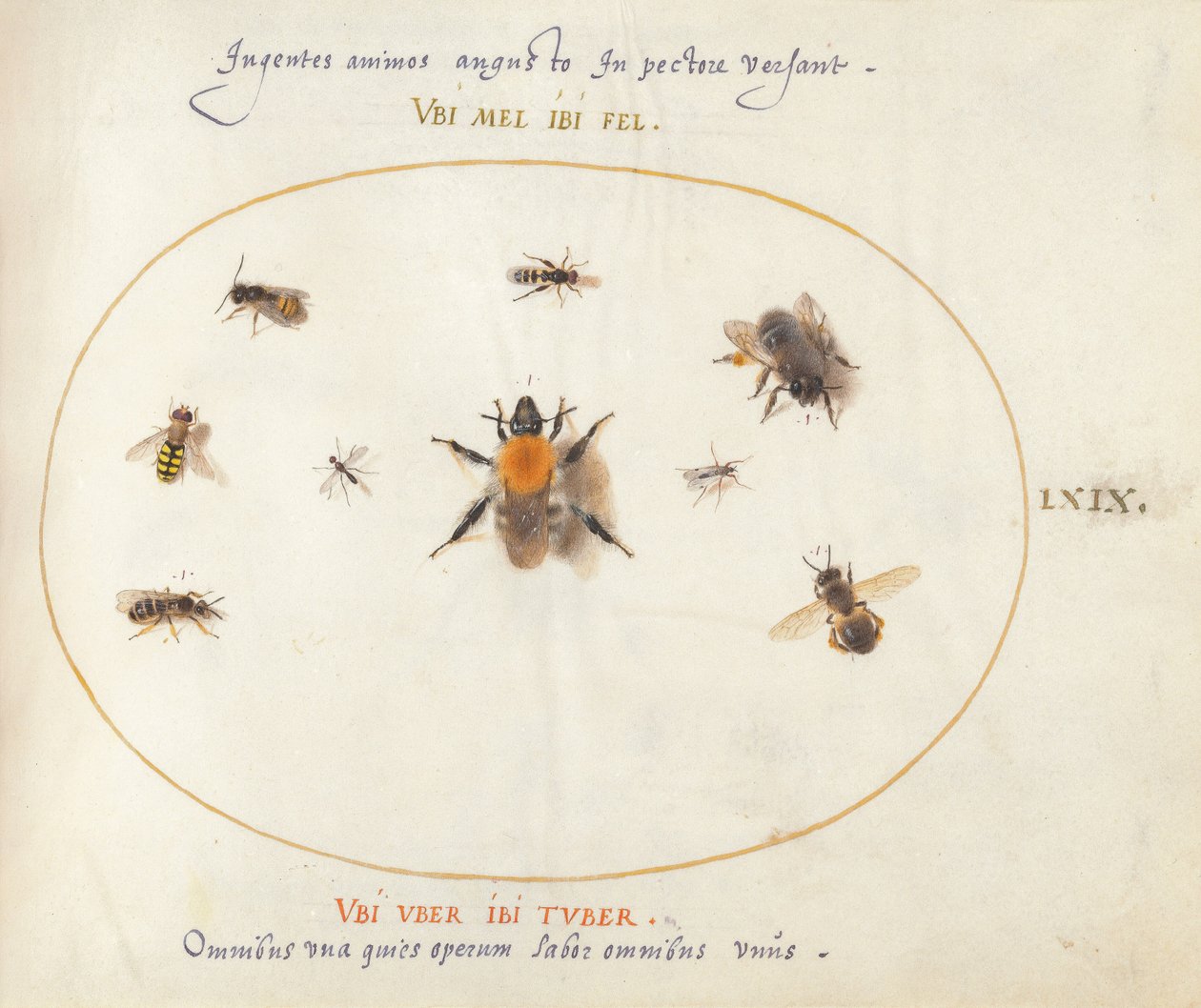 Plade 69: Ni bier og andre insekter af Joris Hoefnagel