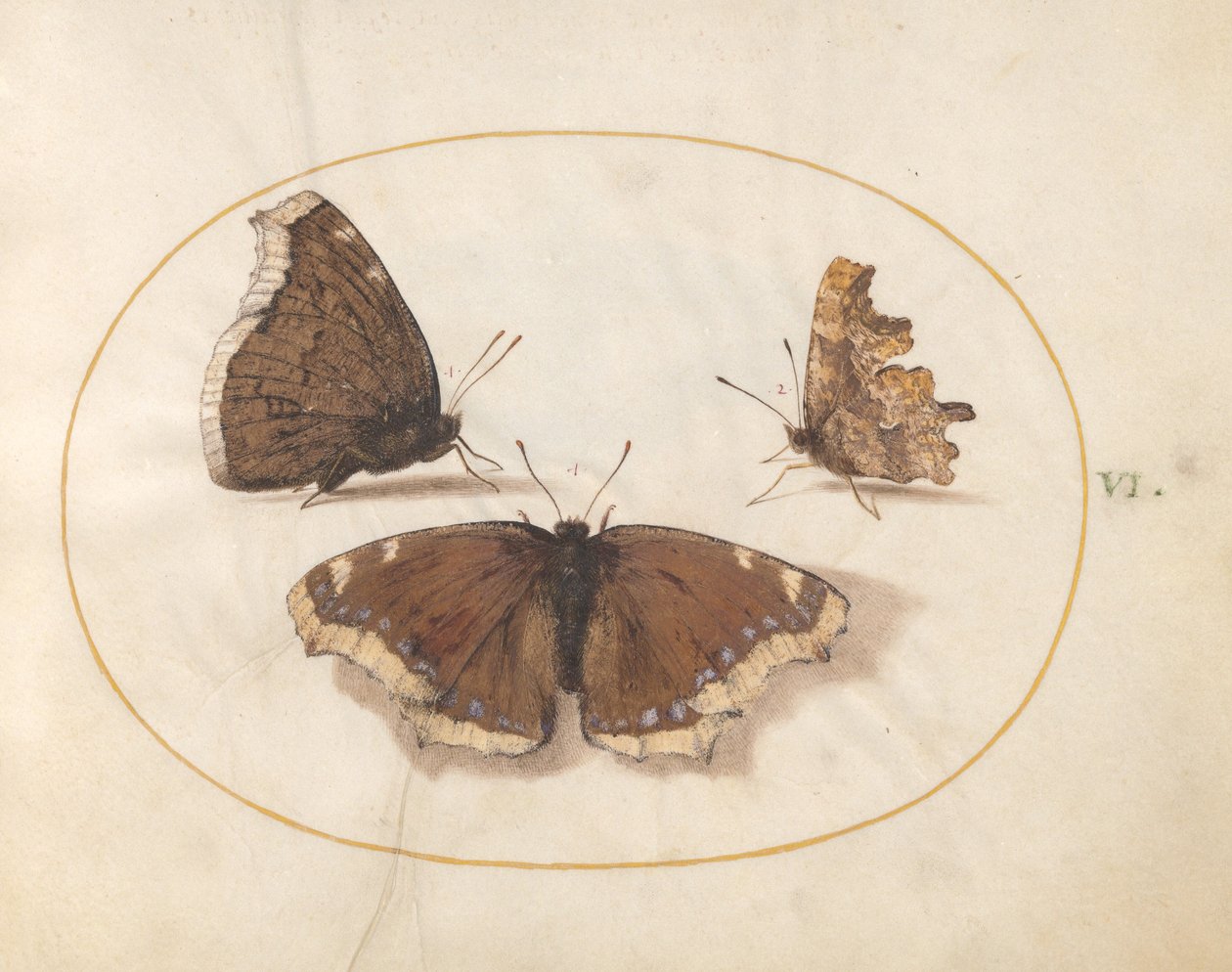 Plade 6: To udsigter af en sørgekappe (Camberwell Beauty) sommerfugl med en kommasommerfugl af Joris Hoefnagel