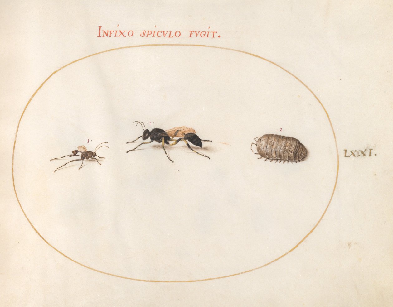 Tallerken 71: To hvepse og en pillebug af Joris Hoefnagel