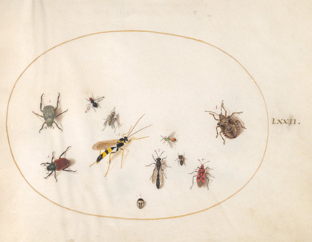 Plade 72: Skjoldbug, kanelbug, hveps og andre insekter af Joris Hoefnagel