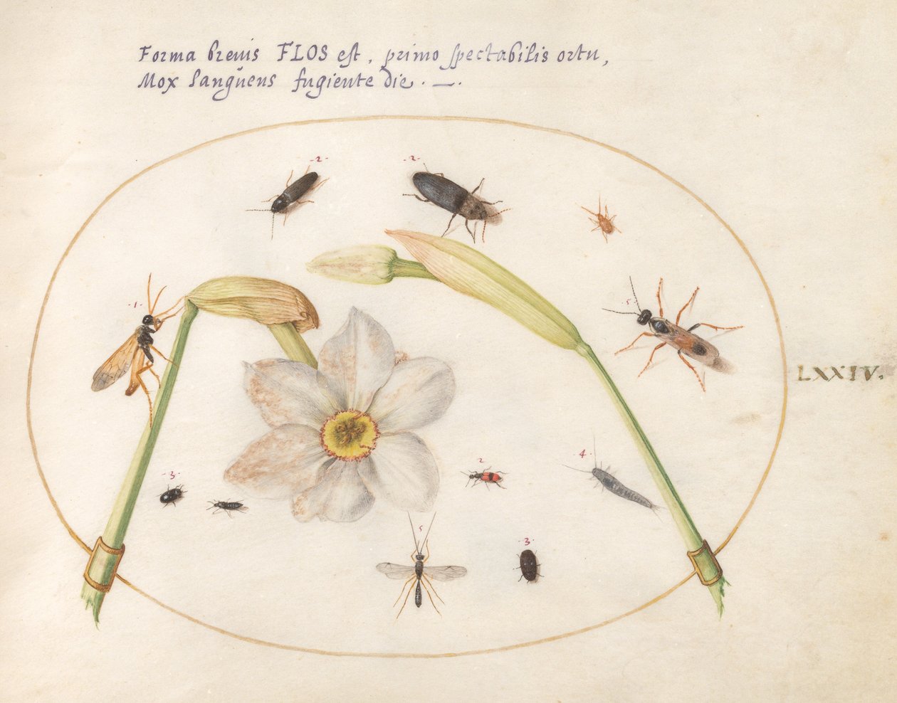 Tallerken 74: Insekter med hvide påskeliljer af Joris Hoefnagel
